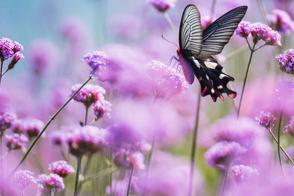 Бабочка и цветок. - Фото, изображение