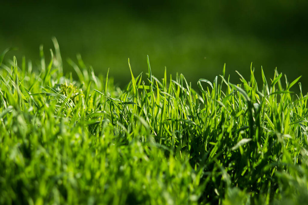 Green grass with fresh leaves closeup with blurred background. Spring nature - Foto, Bild