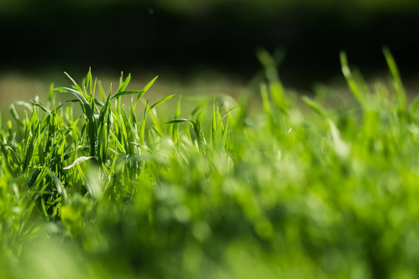 Зеленая трава со свежими листьями крупным планом на размытом фоне. Весна в природе - Фото, изображение