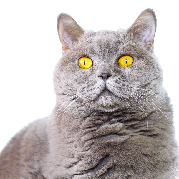 Portret Schattig Brits Stenografisch kat op blauwe achtergrond. - Foto, afbeelding