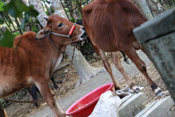 ruskea värillinen lehmä lähikuva maatilalla - Valokuva, kuva