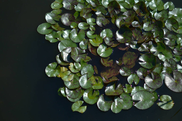 Feuilles de nénuphar dans le lac, feuilles vertes dans l'eau. - Photo, image