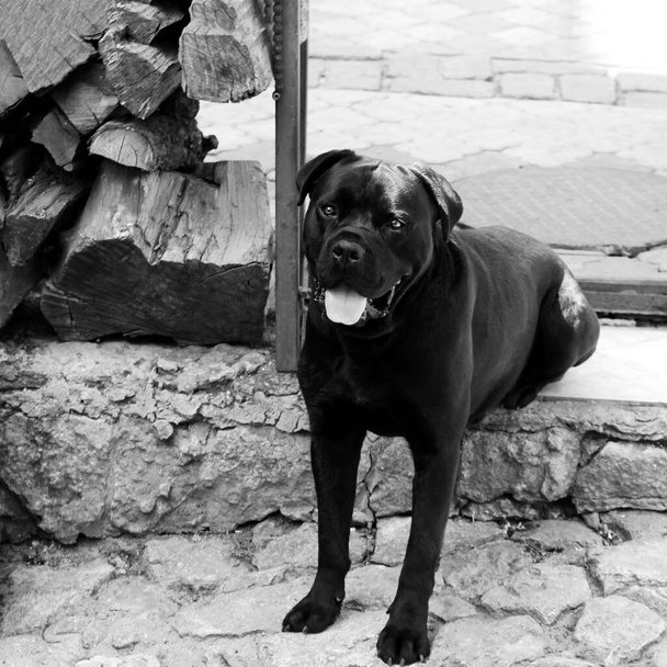 black dog cane corso. photo. black and white - Fotó, kép