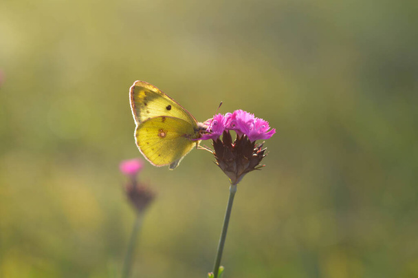 Trübe Gelbtöne, gelber Schmetterling auf einer Blume im Makro der Natur. Grüner natürlicher Hintergrund. Seitenansicht, geschlossene Flügel. - Foto, Bild