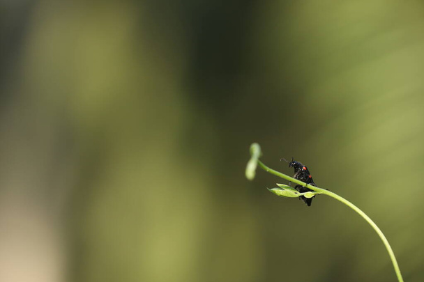 Insect fly on a Plant - Photo, Image