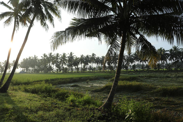 Damaged Rice Fields at rural area - Φωτογραφία, εικόνα