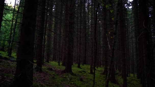 Ijesztő mély sötét fenyőerdő alacsony fényben alkonyatkor, serpenyő a fatörzsek körül.  - Felvétel, videó