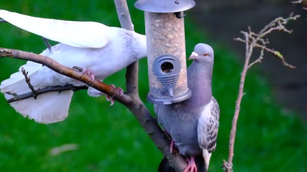 Pigeons sauvages volant des graines d'un petit mangeur d'oiseaux de jardin. - Séquence, vidéo