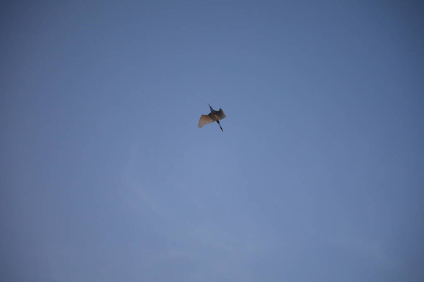 Madár daru repül az égen - Fotó, kép
