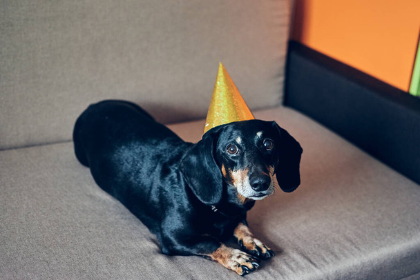 パーティーの帽子のかわいい犬。誕生日おめでとうございます。新年を祝う黒褐色のダックスフントの肖像画. - 写真・画像
