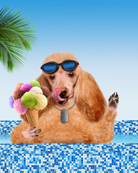 Dog in the pool - Foto, imagen