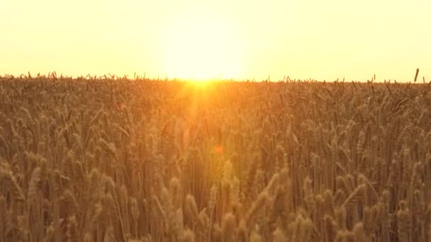 黄色いスパイクが風に揺れる。空に対する熟したシリアル収穫。小麦のフィールド上の田舎で雲と美しい空。夕日の黄金の光線で牧歌的な自然の中で小麦の巨大な黄色のフィールド - 映像、動画