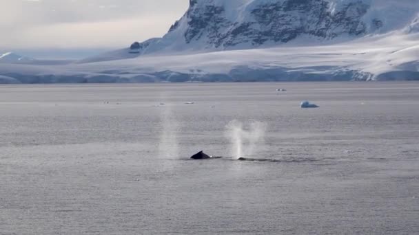 Několik velryb se po vyplivnutí vody ponoří do oceánu. Jejich ocasy se zvednou na hladinu a pak plácnou do vody.. - Záběry, video