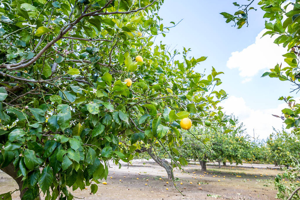 Lemon garden in Spain - Photo, Image