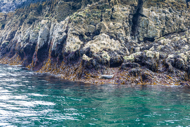 Морской щенок на острове Калди в Уэльсе - Фото, изображение