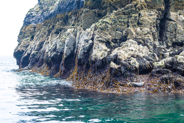 Sea seal pup on Caldey island in Wales - Foto, Imagen