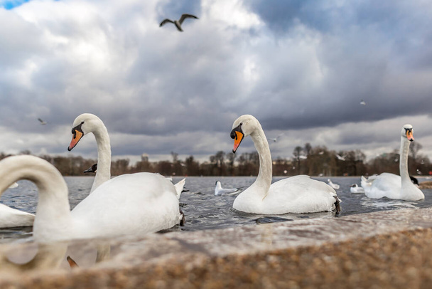 Schwäne am runden Teich im Hyde Park, London, Großbritannien - Foto, Bild