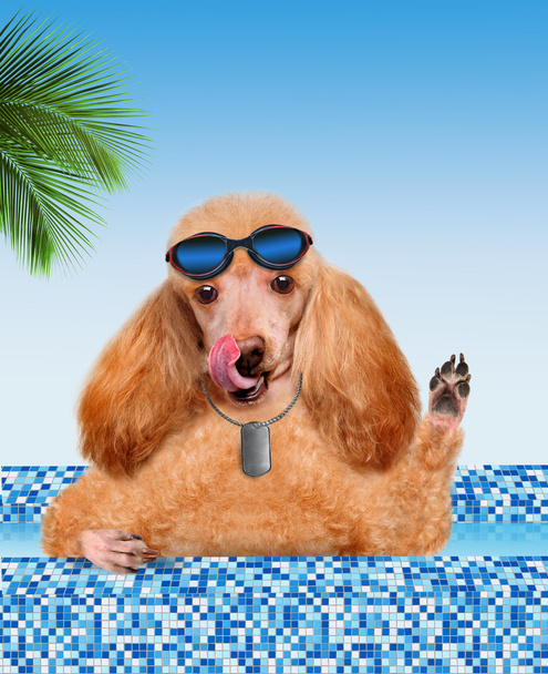 Dog in the pool. - Foto, imagen