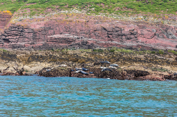 Θαλάσσιες φώκιες στο νησί Caldey στην Ουαλία - Φωτογραφία, εικόνα