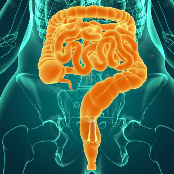 3D ілюстрація системи травлення людини Анатомія для медичної концепції
 - Фото, зображення