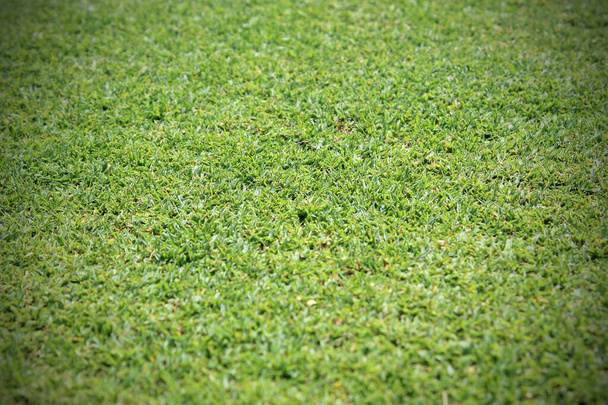 Bela textura de grama verde - Foto, Imagem