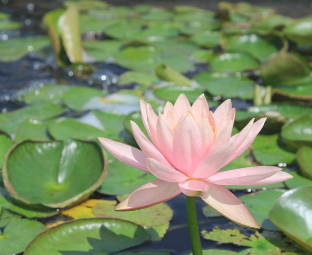 Цветок лотоса красивый лотос в пруду - Фото, изображение