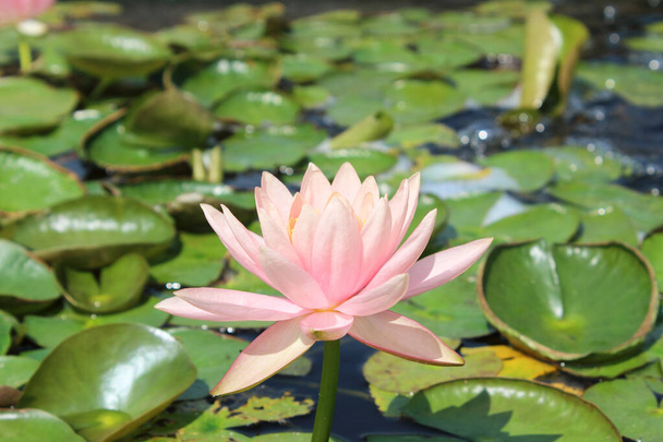 Красивый цветок ватрушки или лотоса в пруду - Фото, изображение