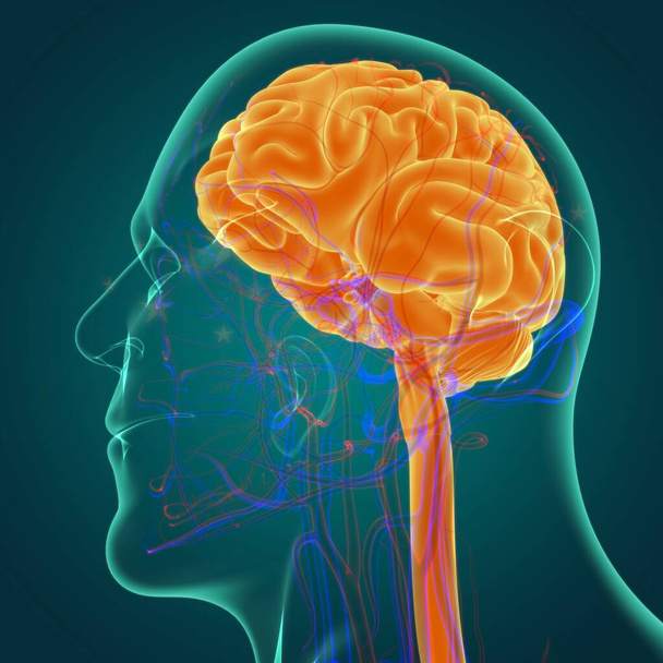 Anatomia umana delle parti interne del cervello per l'illustrazione medica di concetto 3D - Foto, immagini