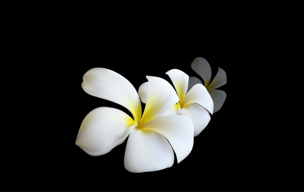Gentle white Orchid as a symbol of relaxation - Vector, Image