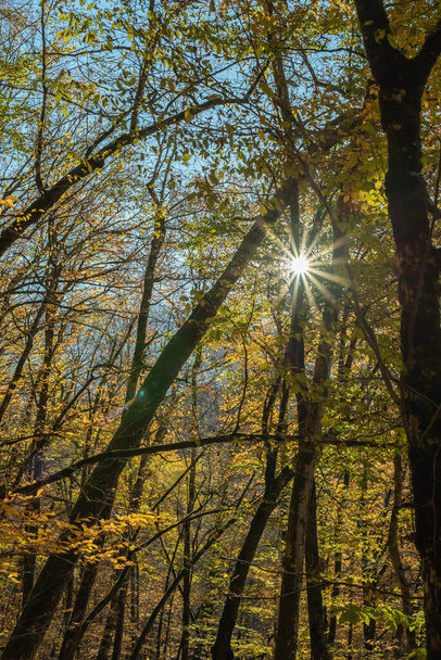 The rays of the sun through the autumn crowns of trees. - Valokuva, kuva