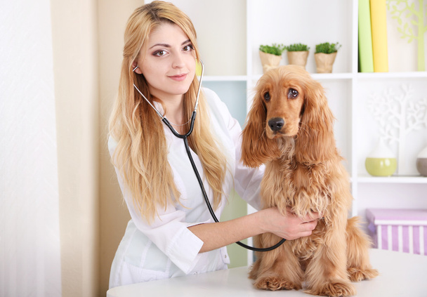 Beautiful young female veterinarian examining dog in clinic - Foto, afbeelding