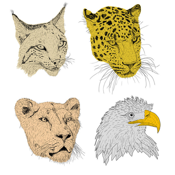 Set sketch silhouette sketch eagle, lynx, leopard. lioness face on white background illustration. - Vektor, obrázek