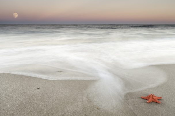 Морская звезда на пляже - Фото, изображение