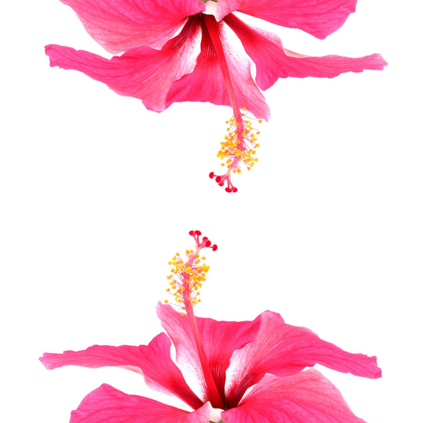 hibisco rosa aislado sobre fondo blanco - Foto, imagen
