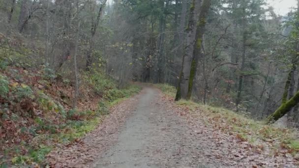 4k Ground Shot bewegt sich am Boden eines von Bäumen umgebenen Weges in Oregon - Filmmaterial, Video