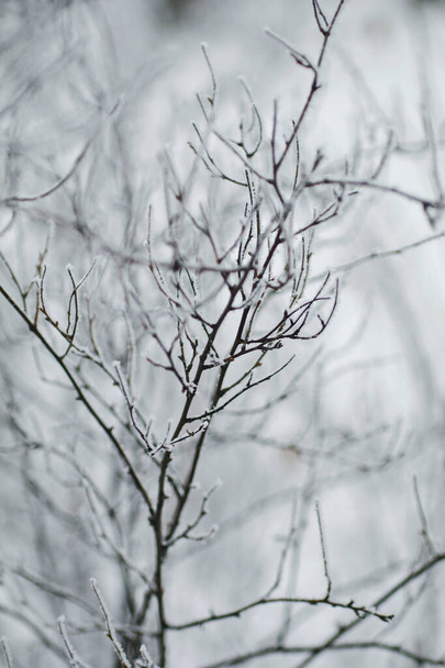 branches covered with snow - Photo, Image