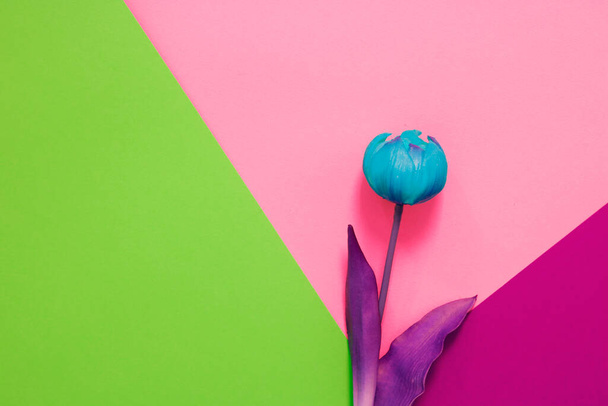 kolorowe minimalistyczne zdjęcie niebieskiego tulipana na jasnym wielobarwnym tle z przestrzenią do kopiowania - Zdjęcie, obraz