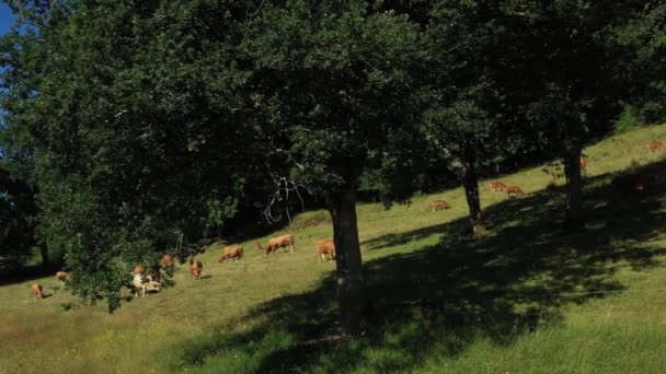 Tracciamento laterale girato dietro gli alberi di un gruppo di mucche che mangiano sulle colline in campagna. Video senza calibrazione o effetto. - Filmati, video