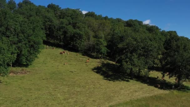 Široký záběr na skupinu krav jedoucích na úbočí kopce na venkově. Video bez kalibrace nebo efektu. - Záběry, video