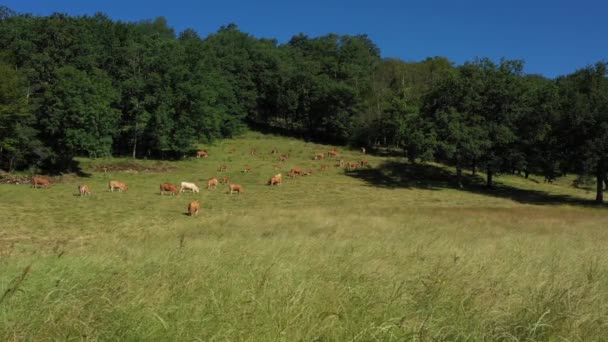 Sivukuva lehmäryhmästä syömässä rinteellä maaseudulla. Video ilman kalibrointia tai vaikutusta. - Materiaali, video