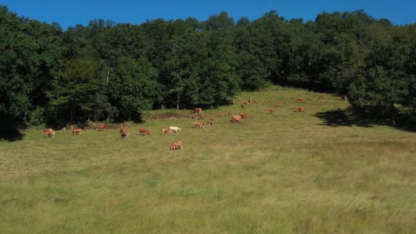 Yamaçta bir grup ineğin kırsal alanda yemek yediği bir çayırın üzerinde yan izleme çekimi. Ayarlama veya efekt olmadan video. - Video, Çekim