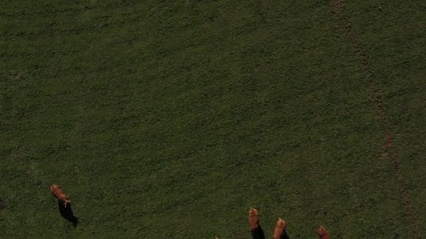Légi kilátás repül tehenek felett eszik egy réten a vidéken. Kalibrálás és hatás nélküli videó. - Felvétel, videó