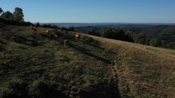 ボトムアップの牧草地で、山の背景の前で食べる牛のグループのショットを追跡する。校正や効果のないビデオ. - 映像、動画