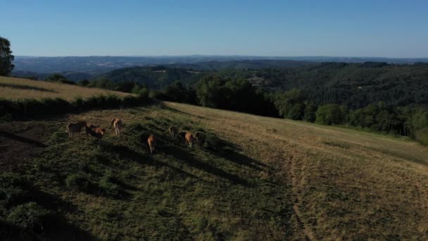 Prise de vue latérale d'un groupe de vaches mangeant à flanc de colline devant les montagnes. Vidéo sans calibrage ni effet. - Séquence, vidéo