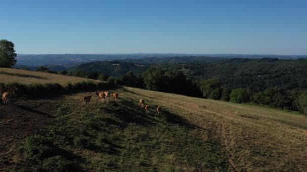 Foto de seguimiento lateral de un grupo de vacas comiendo en la ladera frente a las montañas. Video sin calibración ni efecto. - Metraje, vídeo
