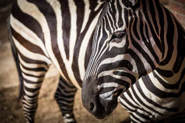 Zebra - Foto, Bild