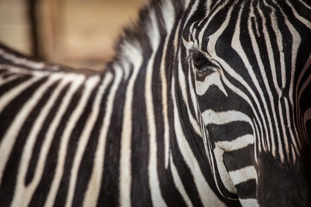 Zebra - Foto, Bild