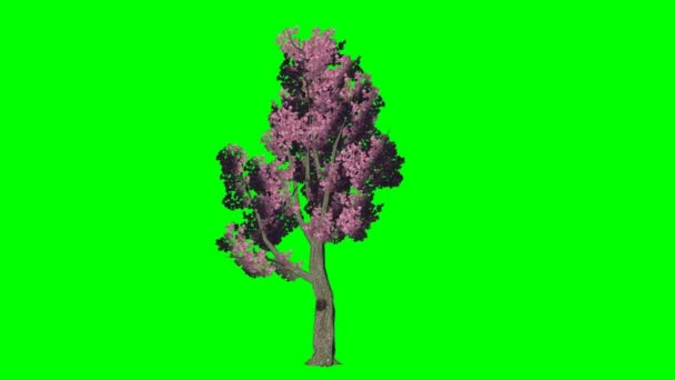 Baum bewegt sich im Wind - Waldapfelblüte - grüne Leinwand - Filmmaterial, Video