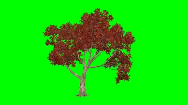 strom ve větru (tahů) - zelená obrazovka - Záběry, video