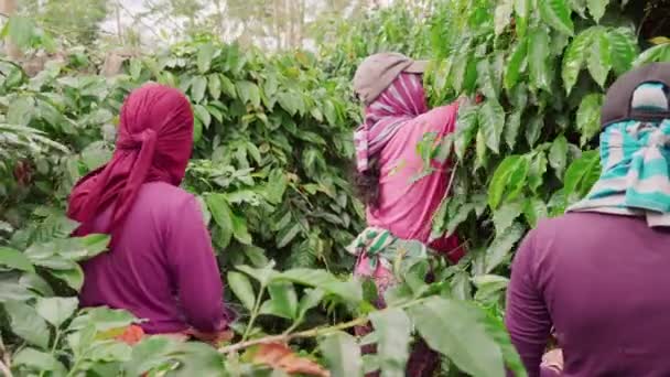 Keskipitkä taustakuva nuorista indonesialaisista naispuolisista työntekijöistä, jotka käyttävät huiveja poimien kirsikoita kahvipuusta päivänvalossa - Materiaali, video
